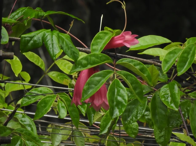 Tecomanthe hillii (Fraser Island Creeper)