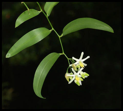 Geitonoplesium cymosum
(Scrambling lily)