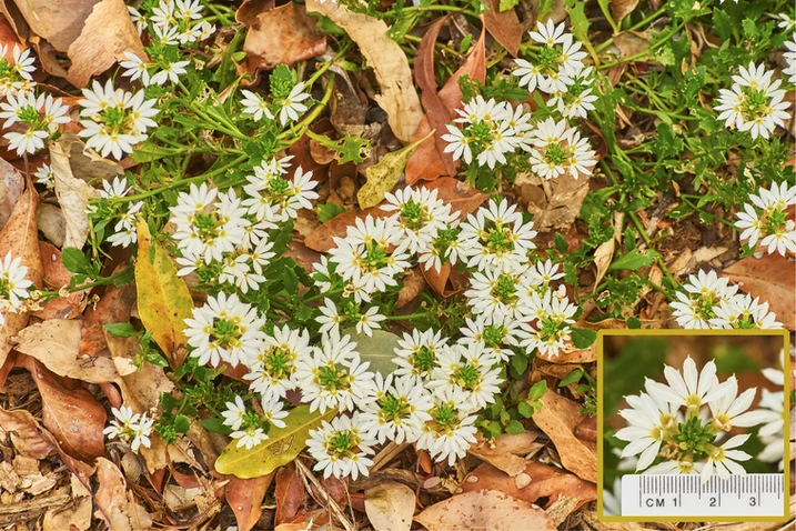 Scaevola albida (Small-fruited Fan Flower)