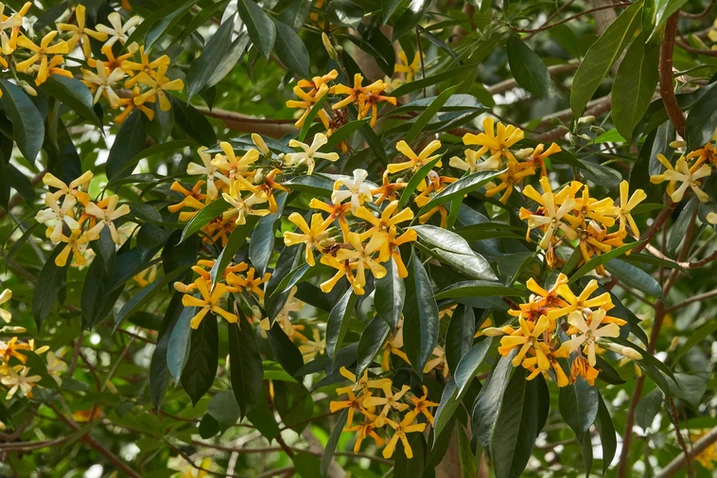Hymenosporum flavum (Native Frangipani)