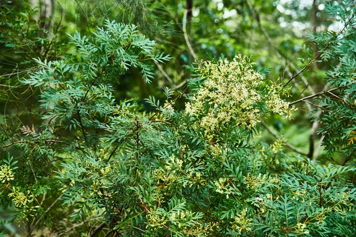 Lomatia silaifolia (Crinkle Bush)