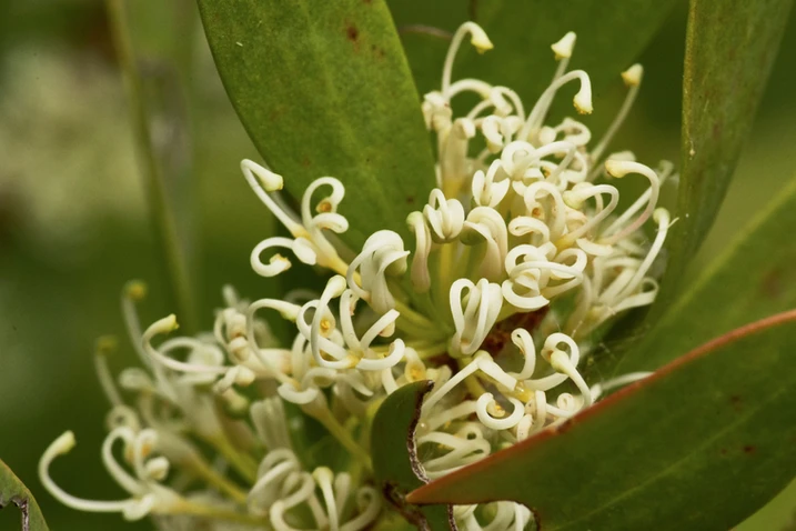 Hakea florulenta (Hakea)