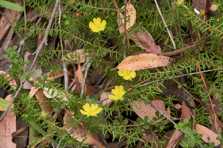 Hibbertia vestita (Small-leaved Guinea Flower