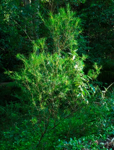 Persoonia virgata (Wallum Geebung)