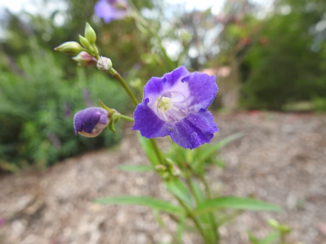 Flower of Artanema fimbriatum, Koala Bells