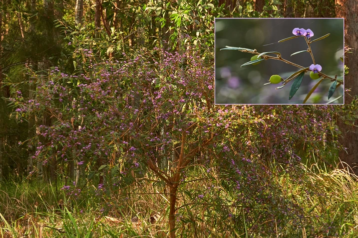 Hovea acutifolia (Purple Pea Bush)