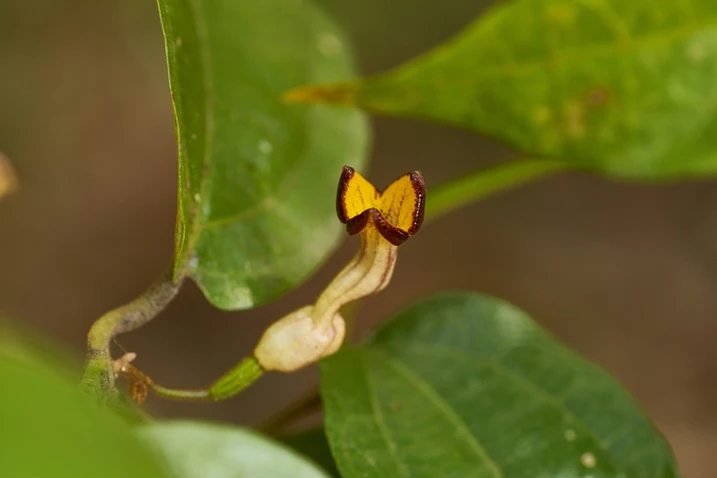 Pararastolochia praevenosa (Birdwing Butterfly Vine)