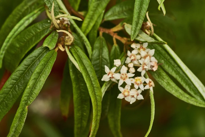 Commersonia salviifolia (Grey Rulingia)