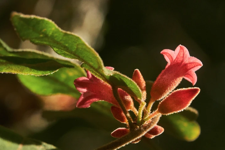 Brachychiton bidwillii (Little Kurrajong)