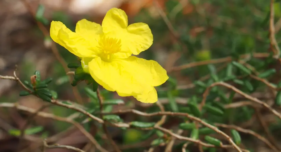 Hibbertia vestita (Small-leaved Guinea Flower)