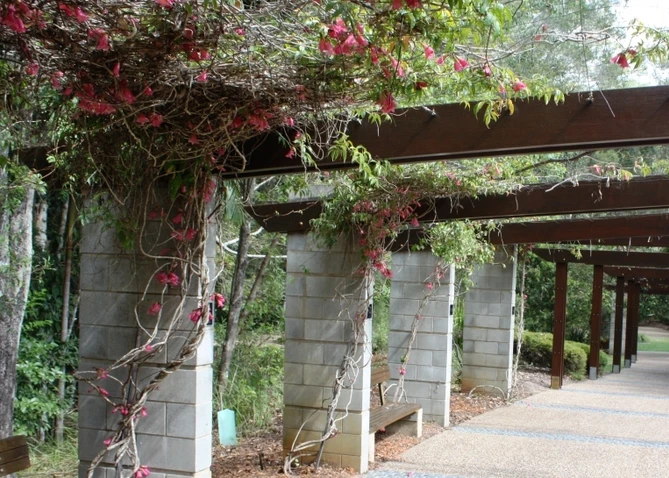 Tecomanthe hillii (Fraser Island Creeper)