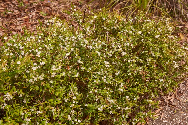 Austromyrtus dulcis