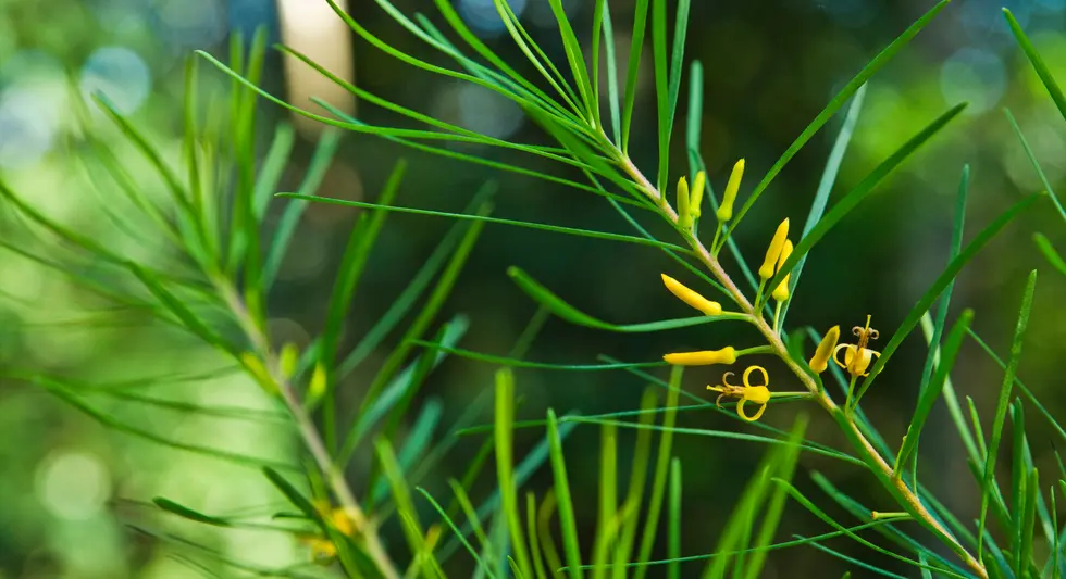 Persoonia virgata (Wallum Geebung)