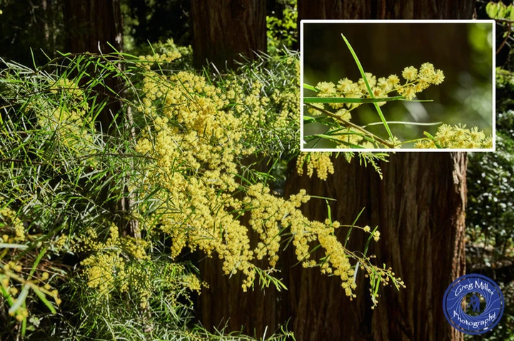 Acacia fimbriata (Fringed Wattle, Brisbane Wattle)