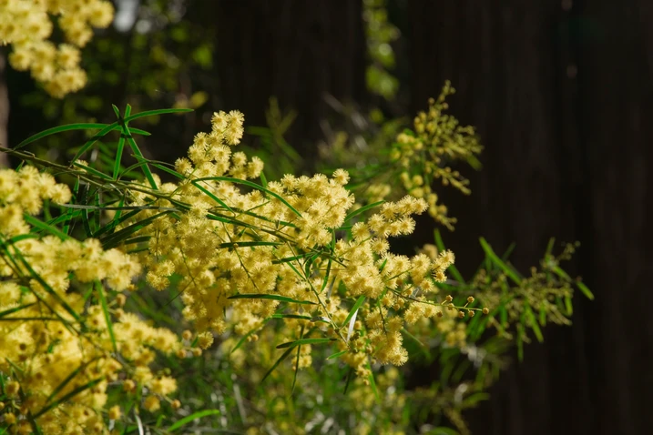 Acacia fimbriata (Fringed Wattle, Brisbane Wattle)