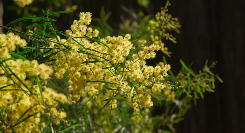Acacia fimbriata (Brisbane Wattle)