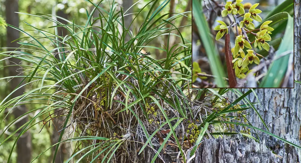 Cymbidium madidum