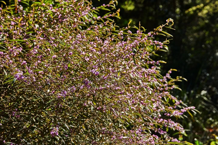 Hovea acutifolia (Purple Pea Bush)