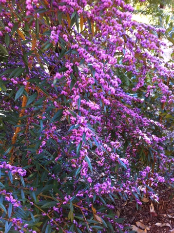 Hovea acutifolia (Purple Pea Bush)