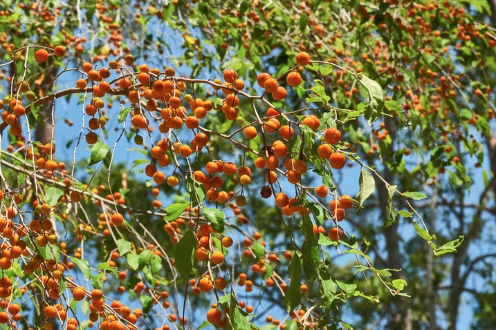 Petalostigma tricloculare (Quinine Bush)