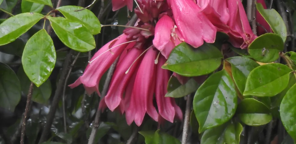 Tecomanthe hillii (Fraser Island Creeper)