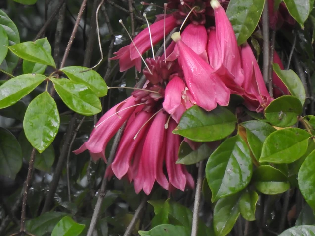 Tecomanthe hillii (Fraser Island Creeper)