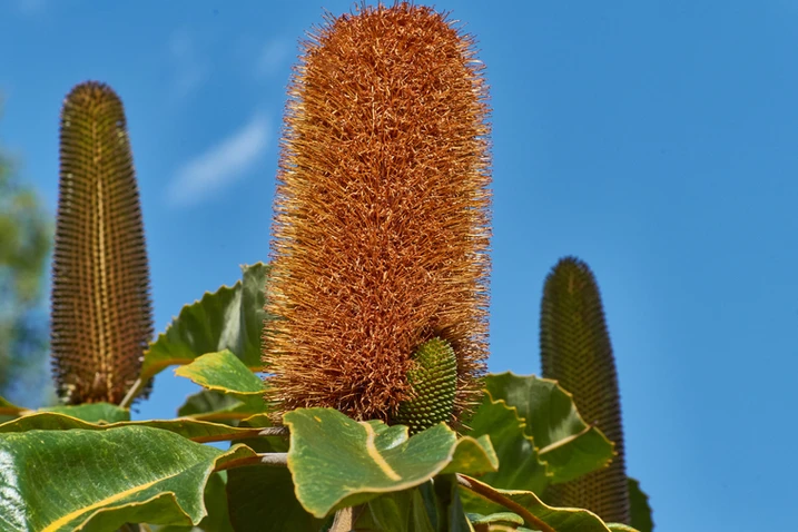 Banksia robur (Swamp banksia)