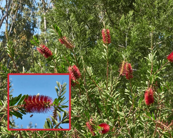 Melaleuca pachyphylla (Wallum Bottlebrush)