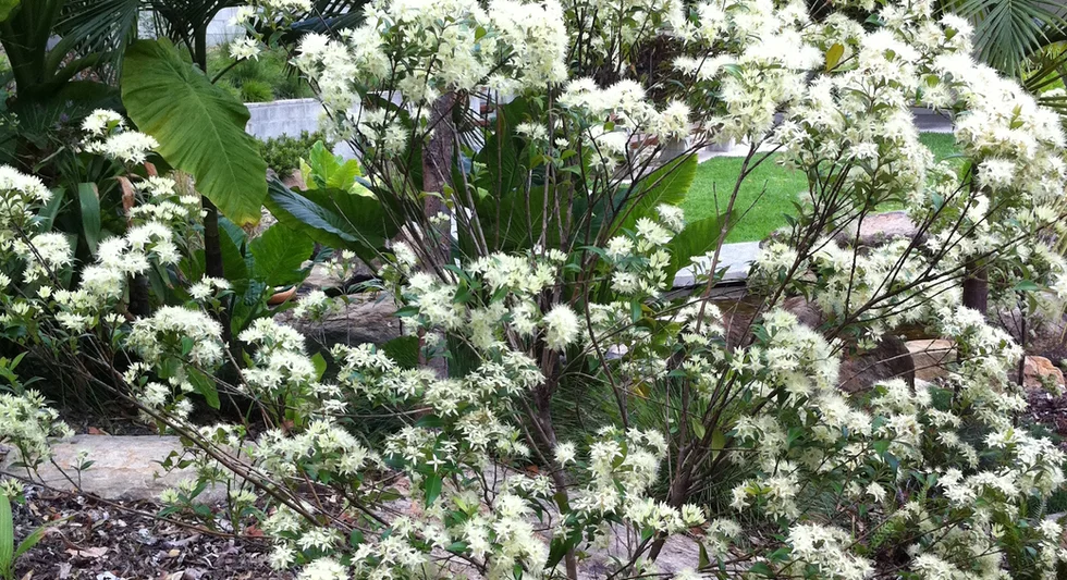 Backhousia myrtifolia (Grey Myrtle)