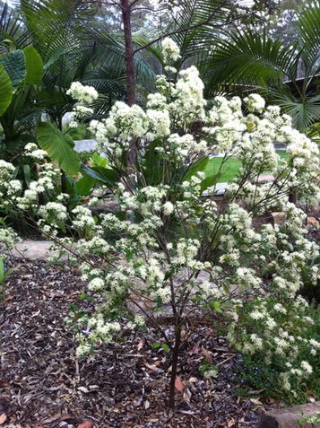 Backhousia myrtifolia