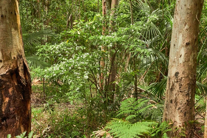 Tabernaemontana pandacaqui (Banana Bush)