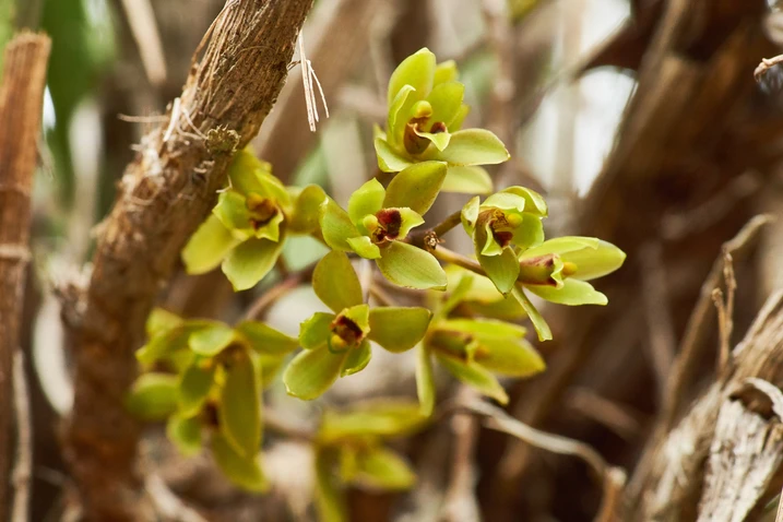 Cymbidium madidum