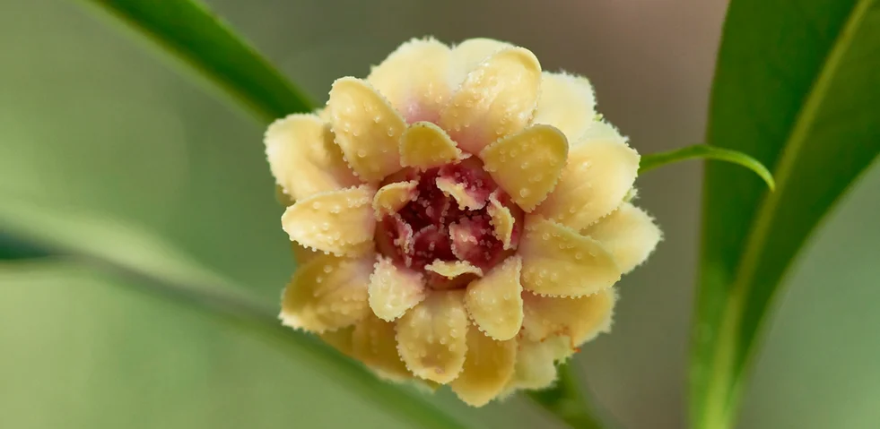 Eupomatia bennettii (Small Bolwarra)