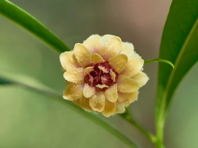 Eupomatia bennettii (Small Bolwarra)