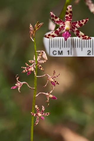 Dipodium variegatum (Slender Hyacinth Orchid)