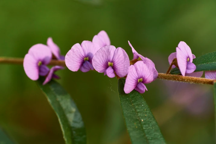 Hovea acutifolia (Purple Pea Bush)