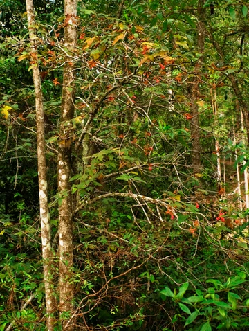 Brachychiton bidwillii ( Little Kurrajong)