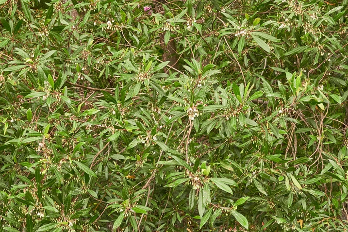 Elaeocarpus reticulatus (Blueberry Ash)