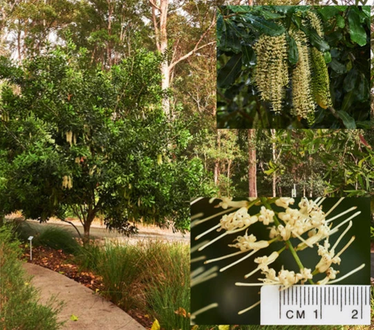 Macadamia integrifolia (Macadamia)