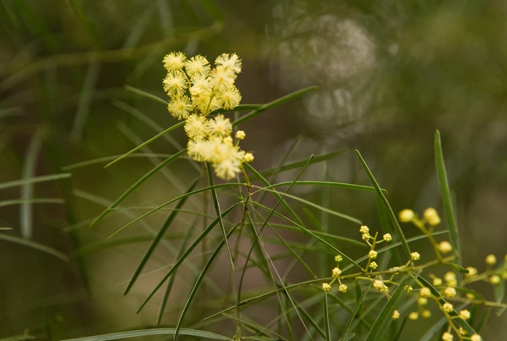 Acacia fimbriata (Fringed Wattle, Brisbane Wattle)