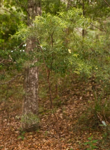 Acacia fimbriata (Fringed Wattle, Brisbane Wattle)