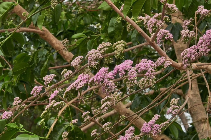 Flowering Melicope elleryana, Pink Euodia