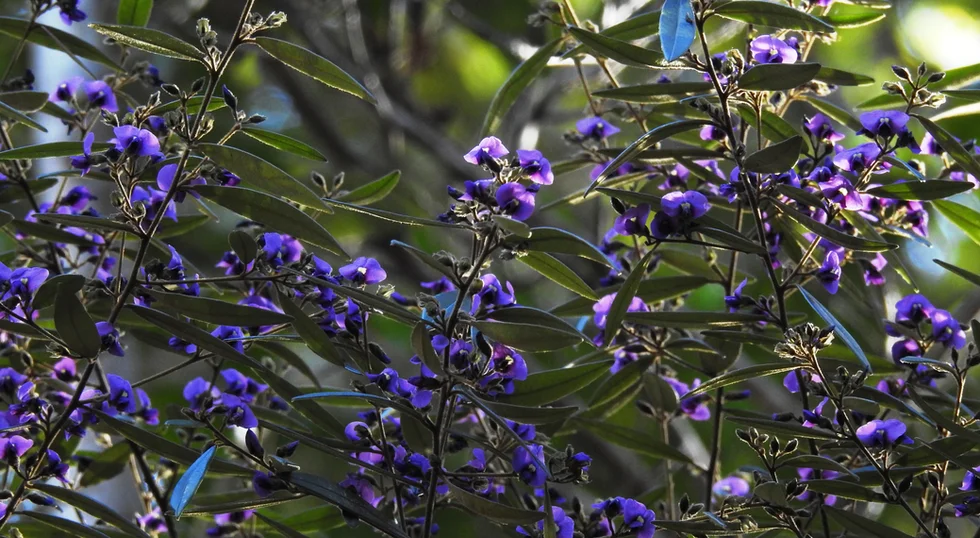 Hovea acutifolia (Purple Pea Bush)