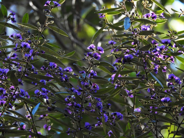 Hovea acutifolia (Purple Pea Bush)