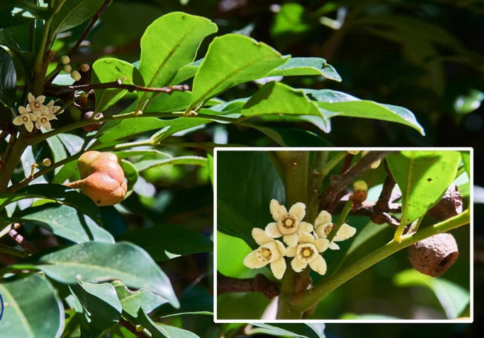 Anthocarapa nitidula (Incense Cedar)