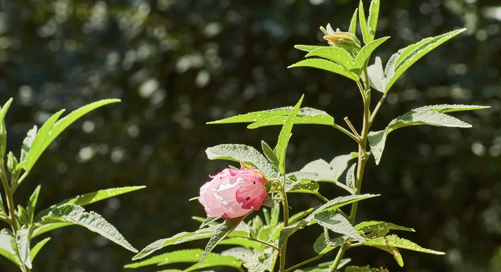 Hibiscus splendens (Splendid hibiscus)