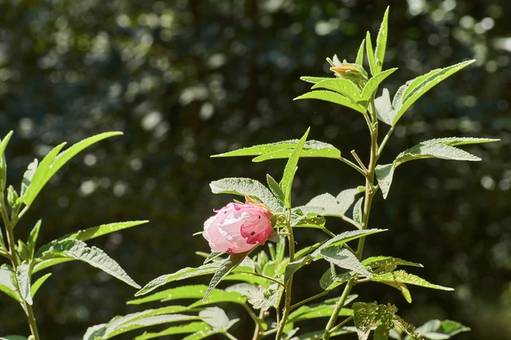 Hibiscus splendens 