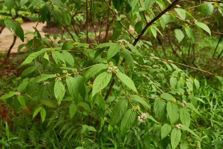 Callicarpa pedunculata