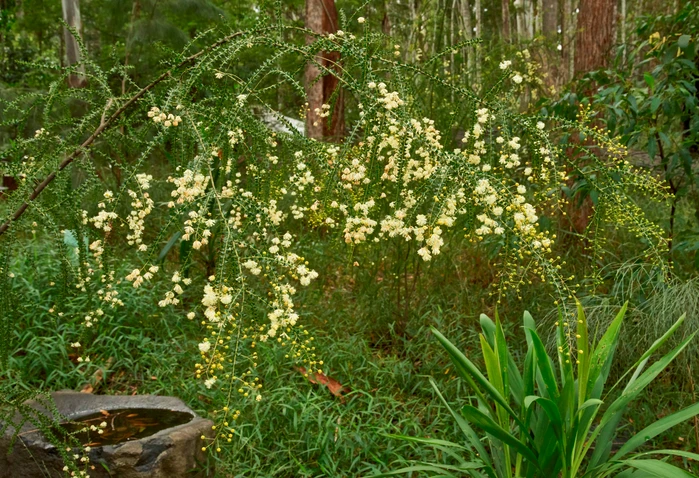 Acacia hubbardiana (Prickly Moses)