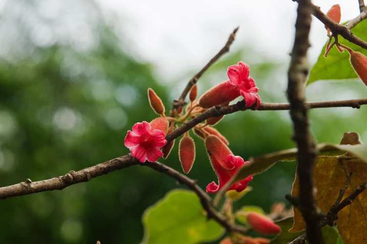 Brachychiton bidwillii (Little Kurrajong)